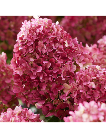 Hortensia Macrophylla „Little Rossi” 2L (40-50 cm)