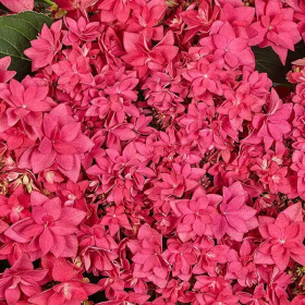 Hortensia Macrophylla „Red Pink Fraseri” 2L (40-50 cm)