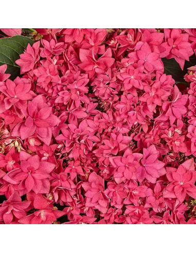 Hortensia Macrophylla „Red Pink Fraseri” 2L (40-50 cm)