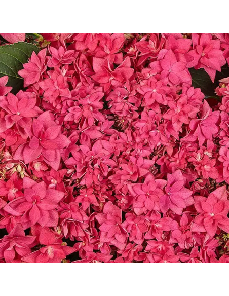 Hortensia Macrophylla „Red Pink Fraseri” 2L (40-50 cm)