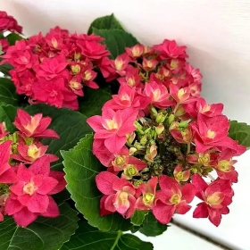 Hortensia Macrophylla „Red Pink Fraseri” 2L (40-50 cm) 2