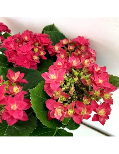 Hortensia Macrophylla „Red Pink Fraseri” 2L (40-50 cm)