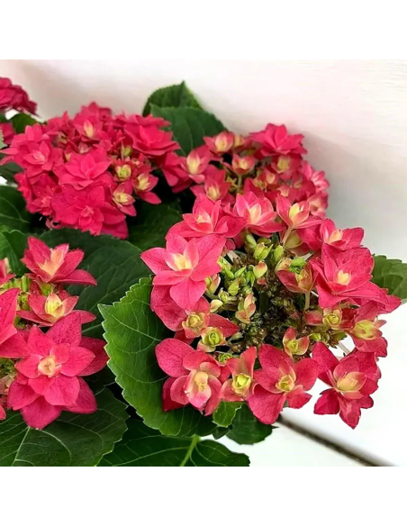 Hortensia Macrophylla „Red Pink Fraseri” 2L (40-50 cm)