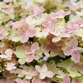 Hortensia Paniculata „Polestar” 2L (40-50 cm) 2