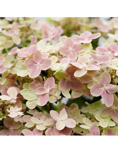 Hortensia Paniculata „Polestar” 2L (40-50 cm)