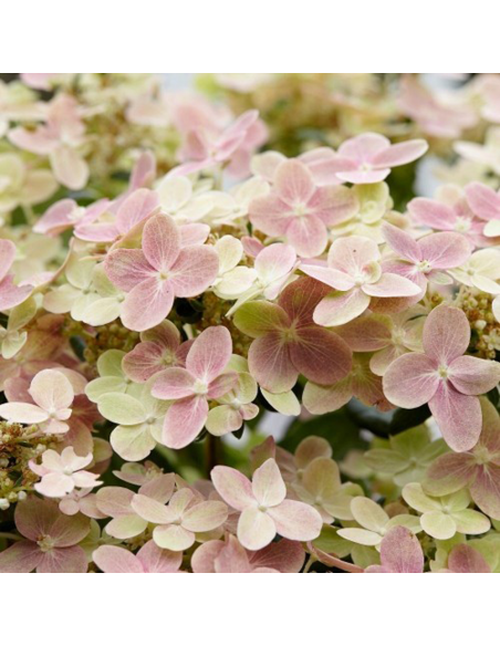 Hortensia Paniculata „Polestar” 2L (40-50 cm)