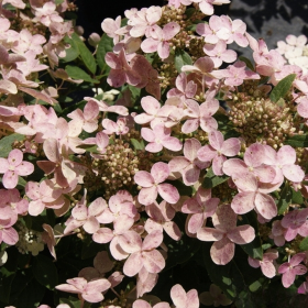 Hortensia Paniculata „Polestar” 2L (40-50 cm)