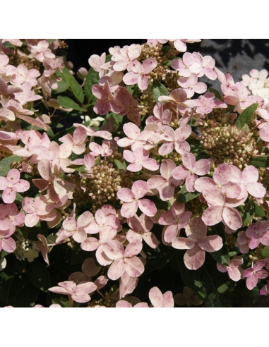 Hortensia Paniculata „Polestar” 2L (40-50 cm)
