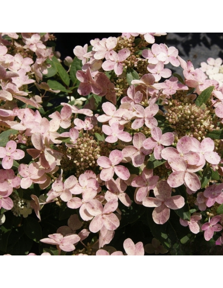 Hortensia Paniculata „Polestar” 2L (40-50 cm)