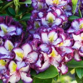 Rhododendron "Pushy Purple" - Ghiveci P9