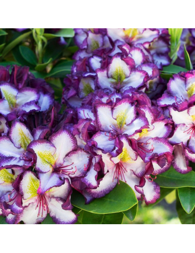 Rhododendron "Pushy Purple" - Ghiveci P9