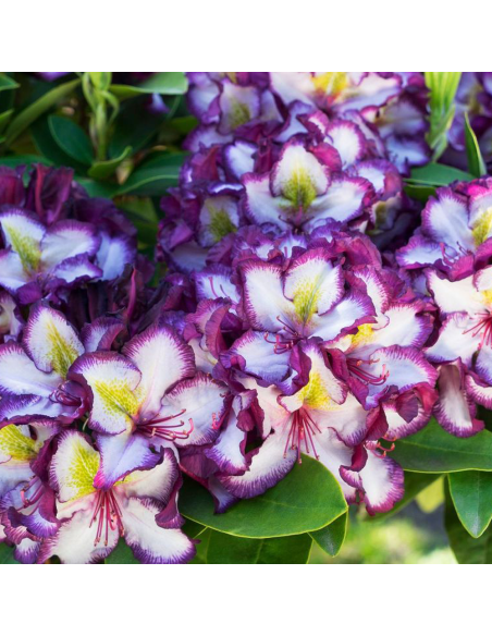 Rhododendron "Pushy Purple" - Ghiveci P9