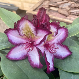 Rhododendron "Pushy Purple" - Ghiveci P9 2