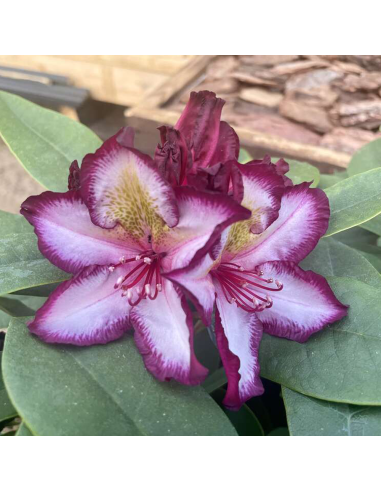 Rhododendron "Pushy Purple" - Ghiveci P9