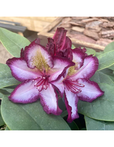 Rhododendron "Pushy Purple" - Ghiveci P9