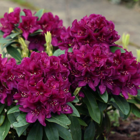 Rhododendron "Polarnacht" - Ghiveci P9