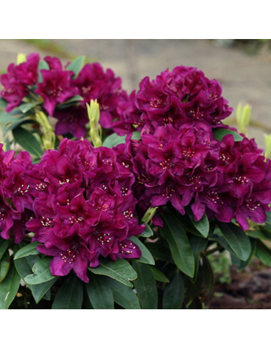 Rhododendron "Polarnacht" - Ghiveci P9