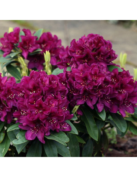 Rhododendron "Polarnacht" - Ghiveci P9