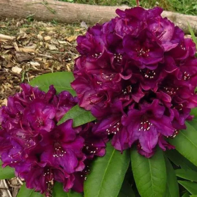 Rhododendron "Polarnacht" - Ghiveci P9 2