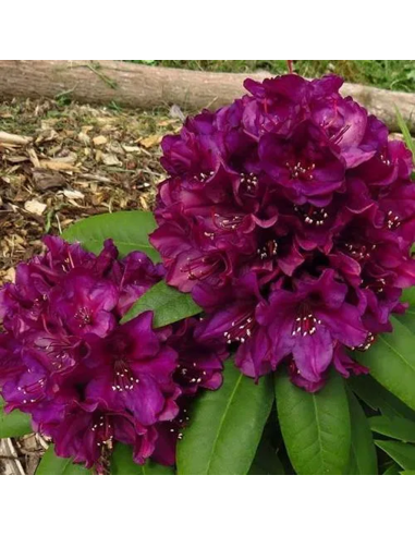 Rhododendron "Polarnacht" - Ghiveci P9