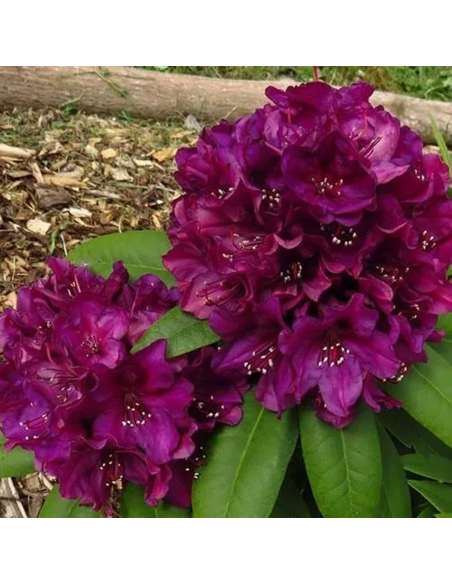 Rhododendron "Polarnacht" - Ghiveci P9