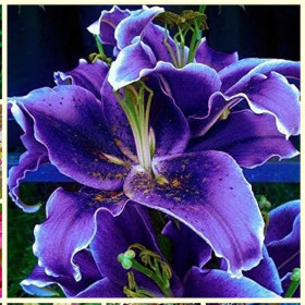 Crini Premium Parfumati "Purple Lily" Bulbi