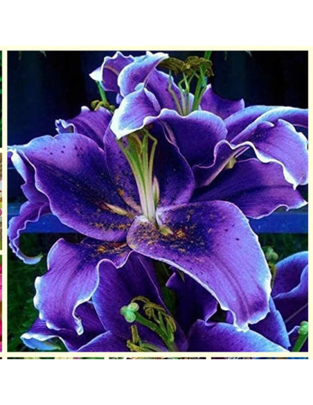 Crini Premium Parfumati "Purple Lily" Bulbi
