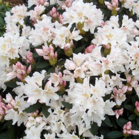 Rhododendron "Cunnigham White" - Ghiveci P9