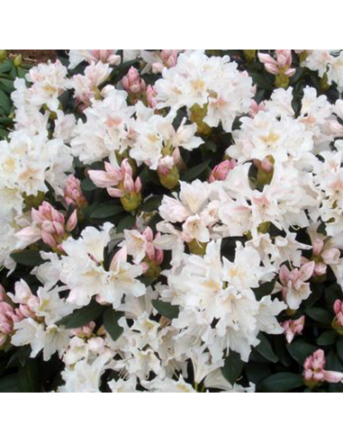 Rhododendron "Cunnigham White" - Ghiveci P9