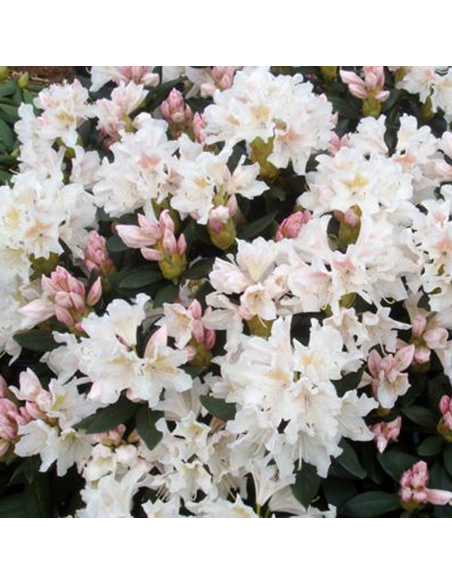 Rhododendron "Cunnigham White" - Ghiveci P9