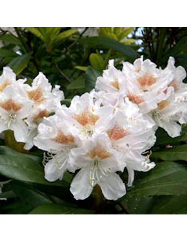 Rhododendron "Cunnigham White" - Ghiveci P9