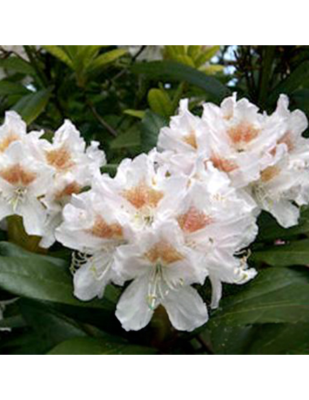 Rhododendron "Cunnigham White" - Ghiveci P9