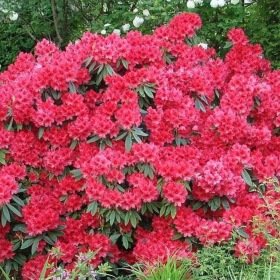 Rhododendron "Red Jack" - Ghiveci P9