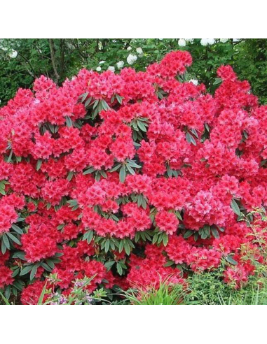 Rhododendron "Red Jack" - Ghiveci P9