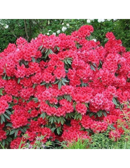 Rhododendron "Red Jack" - Ghiveci P9