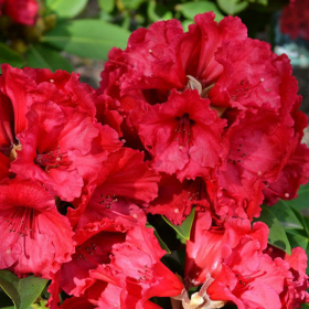 Rhododendron "Red Jack" - Ghiveci P9 2