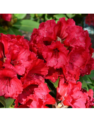 Rhododendron "Red Jack" - Ghiveci P9