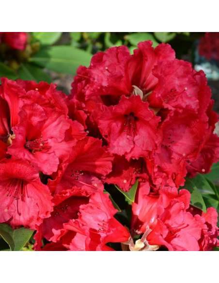 Rhododendron "Red Jack" - Ghiveci P9