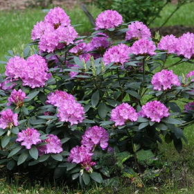 Rhododendron "Roseum Elegans" - Ghiveci P9