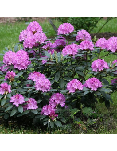 Rhododendron "Roseum Elegans" - Ghiveci P9