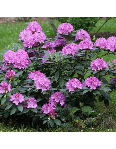 Rhododendron "Roseum Elegans" - Ghiveci P9