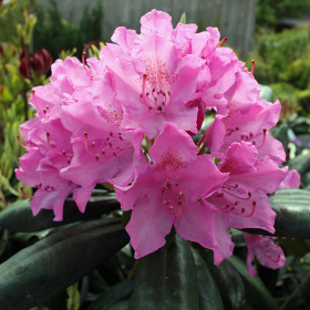 Rhododendron "Roseum Elegans" - Ghiveci P9 2
