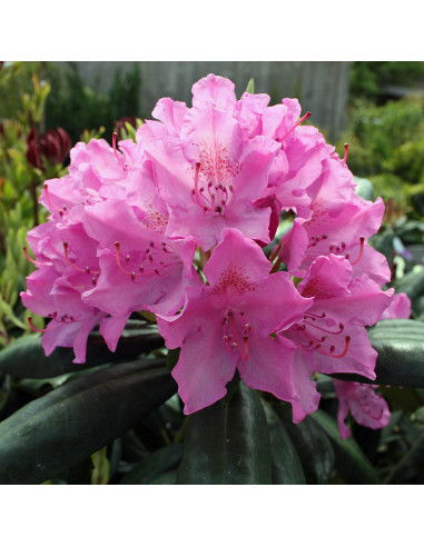 Rhododendron "Roseum Elegans" - Ghiveci P9