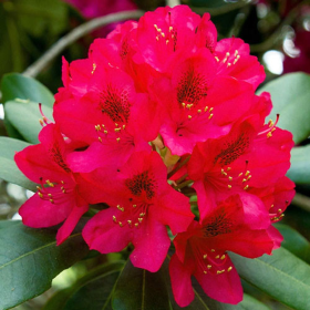 Rhododendron "Dotella" - Ghiveci P9 2