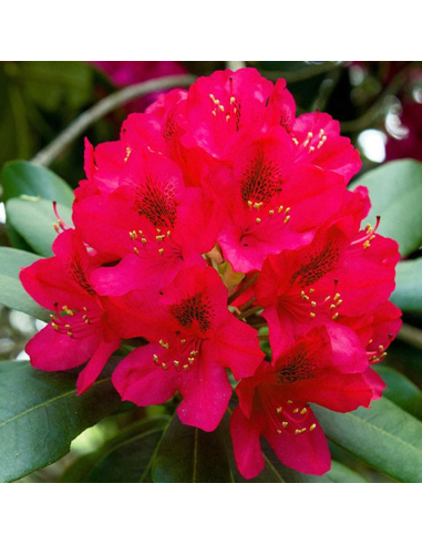 Rhododendron "Dotella" - Ghiveci P9