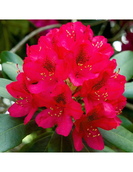 Rhododendron "Dotella" - Ghiveci P9