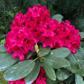 Rhododendron "Dotella" - Ghiveci P9