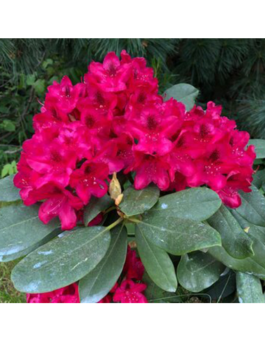 Rhododendron "Dotella" - Ghiveci P9