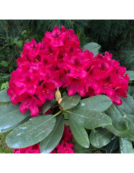 Rhododendron "Dotella" - Ghiveci P9