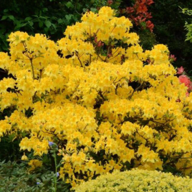 Rhododendron "Golden" - Ghiveci P9